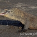 dragon_komodo_hsb_rinca_h_1959_kom4318.jpg